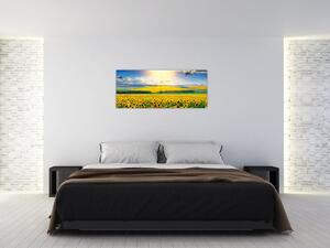 Obraz - Pole slnečníc (120x50 cm)