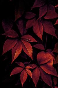 Fotografia Dark Leaves, Mareike Böhmer