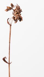 Fotografia Dried brown plant 2, Studio Collection, (26.7 x 40 cm)