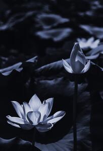 Fotografia Midsummer lotus, Sunao Isotani