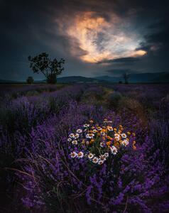 Fotografia Lavender, Jeni Madjarova