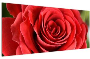Obraz kvetu ruže (120x50 cm)