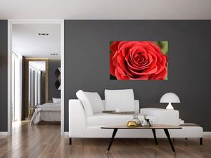 Obraz kvetu ruže (90x60 cm)