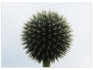 Obraz kvetinové gule (70x50 cm)