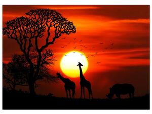 Obraz - Siluety zvierat pri západe slnka (70x50 cm)