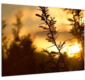 Obraz - Slnko zapadajúce za stromami (70x50 cm)