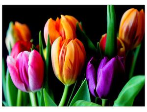 Obraz tulipánov na čiernom pozadí (70x50 cm)