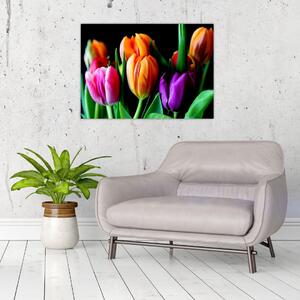 Obraz tulipánov na čiernom pozadí (70x50 cm)