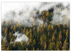 Obraz lesa v mrakoch (70x50 cm)