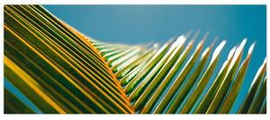 Obraz - Detail palmového listu (120x50 cm)