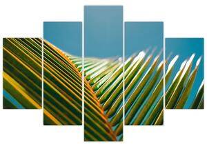 Obraz - Detail palmového listu (150x105 cm)