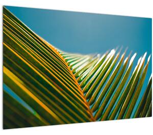 Obraz - Detail palmového listu (90x60 cm)