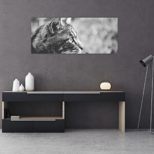 Obraz - Mačka (120x50 cm)