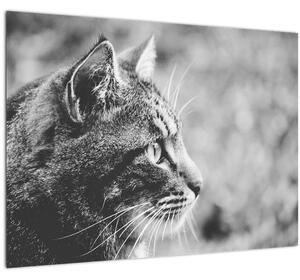 Obraz - Mačka (70x50 cm)