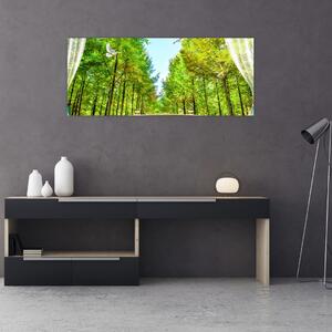 Obraz - Výhľad na les (120x50 cm)