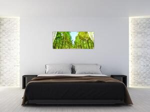 Obraz - Výhľad na les (120x50 cm)