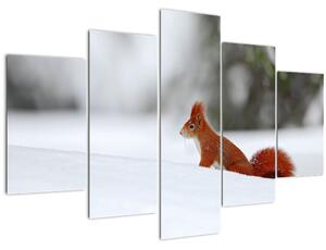 Obraz veveričky (150x105 cm)