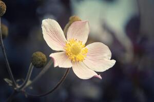 Fototapeta jemnosť kvetu