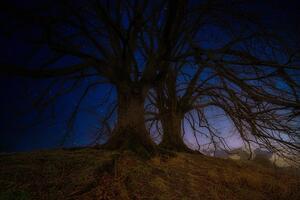 Tapeta stromy v nočnej krajine