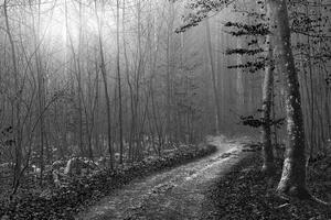 Samolepiaca fototapeta čiernobiela cestička do lesa