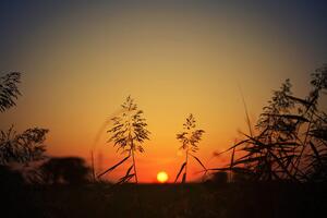 Samolepiaca fototapeta steblá trávy pri západe slnka