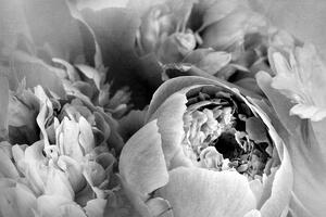 Samolepiaca tapeta čiernobiele lupienky kvetu