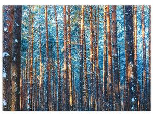 Obraz - Zimný les (70x50 cm)