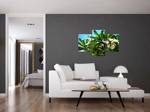 Obraz - Plumeria (90x60 cm)