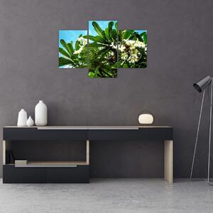 Obraz - Plumeria (90x60 cm)