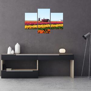 Obraz tulipánové farmy (90x60 cm)