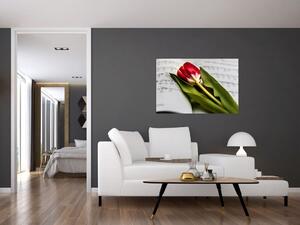 Obraz červeného tulipánu (90x60 cm)