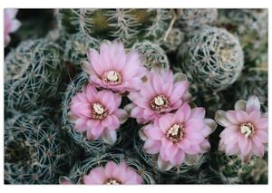 Obraz kvet kaktusu (90x60 cm)