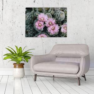 Obraz kvet kaktusu (70x50 cm)
