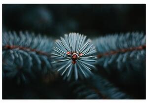 Obraz vetvičky ihličnatého stromu (90x60 cm)