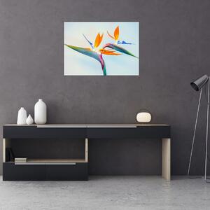 Obraz kvetu Strelícia (70x50 cm)