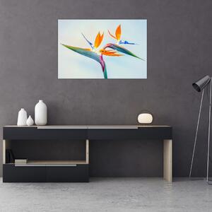 Obraz kvetu Strelícia (90x60 cm)
