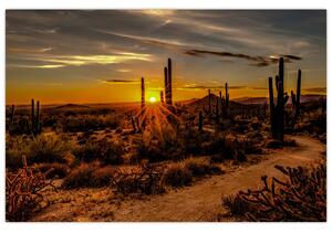 Obraz - Koniec dňa v arizonskej púšti (90x60 cm)