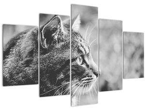 Obraz - Mačka (150x105 cm)