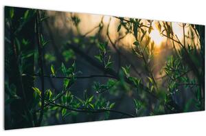 Obraz presvitajúceho slnka cez vetvičky stromov (120x50 cm)