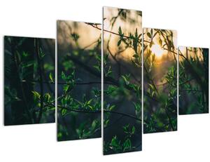 Obraz presvitajúceho slnka cez vetvičky stromov (150x105 cm)