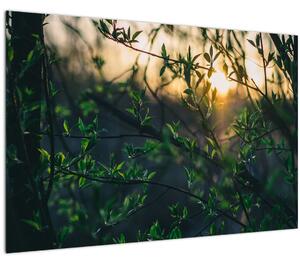Obraz presvitajúceho slnka cez vetvičky stromov (90x60 cm)