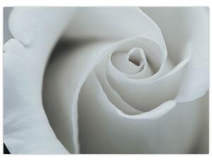 Obraz - Biela ruža (70x50 cm)