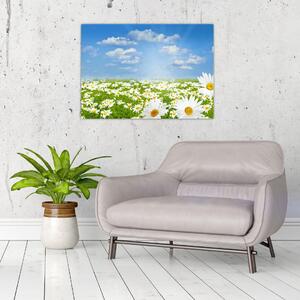 Obraz rozkvitnutej lúky s margarétkami (70x50 cm)
