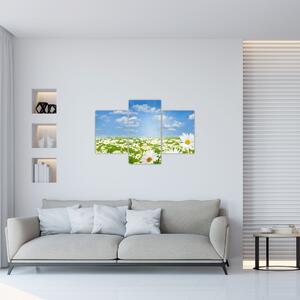 Obraz rozkvitnutej lúky s margarétkami (90x60 cm)