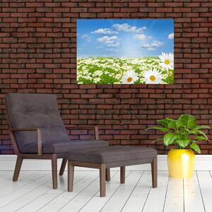 Obraz rozkvitnutej lúky s margarétkami (90x60 cm)