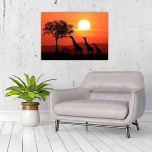 Obraz žirafy pri západe slnka (70x50 cm)