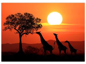 Obraz žirafy pri západe slnka (70x50 cm)