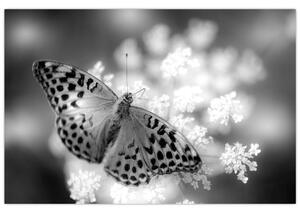 Obraz - Detail motýľa opeľujúceho kvet (90x60 cm)