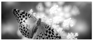 Obraz - Detail motýľa opeľujúceho kvet (120x50 cm)