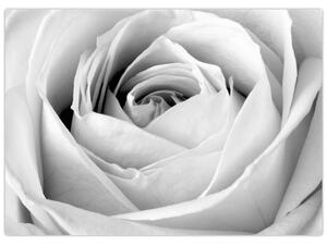 Obraz - Detail kvetu ruže (70x50 cm)